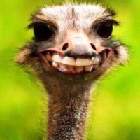 Bild von Ratehase __USERNAME__