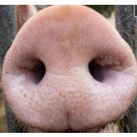 Bild von Ratehase SPECKNASE