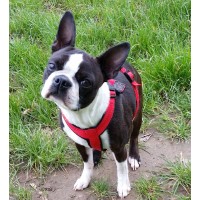 Bild von Ratehase TINA_1990