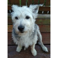Bild von Ratehase WOLF53