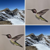 Online Memo Spiel mit 18 Bilderpaaren, dem Karten Motiv Street Art und Natur und 48 Gewinnpunkten