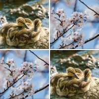 Memo Spiel mit 12 Bilderpaaren, dem Karten Motiv Steinadler im Profil und 35 Gewinnpunkten