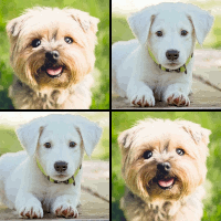 Memo Spiel mit 15 Bilderpaaren, dem Karten Motiv Hunde und 43 Gewinnpunkten