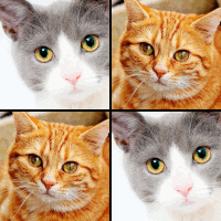 Online Memo Spiel mit 15 Bilderpaaren, dem Karten Motiv Katzen und 43 Gewinnpunkten