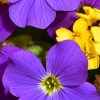 Puzzle Online mit 121 Puzzle Teilen.