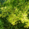Puzzle Online mit 121 Puzzle Teilen.
