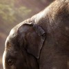 Puzzle Online mit 81 Puzzle Teilen.