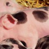 Bild zum Puzzle Spiel
