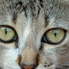 Puzzle Online mit 121 Puzzle Teilen.
