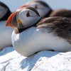 Puzzle Online mit 100 Puzzle Teilen.