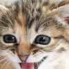 Puzzle Online mit 81 Puzzle Teilen.
