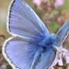Puzzle Online mit 100 Puzzle Teilen.