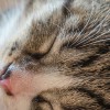 Puzzle Online mit 64 Puzzle Teilen.