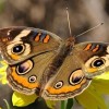Puzzle Online mit 64 Puzzle Teilen.