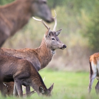 Schiebepuzzle mit 9 Schiebeteilen.