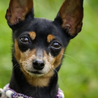 Schiebepuzzle mit 36 Schiebeteilen.