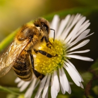 Schiebepuzzle mit 9 Schiebeteilen.